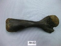藏品(鱉上臂骨化石)的圖片